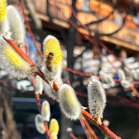 Διαμέρισμα #kraftort_nock-loft *