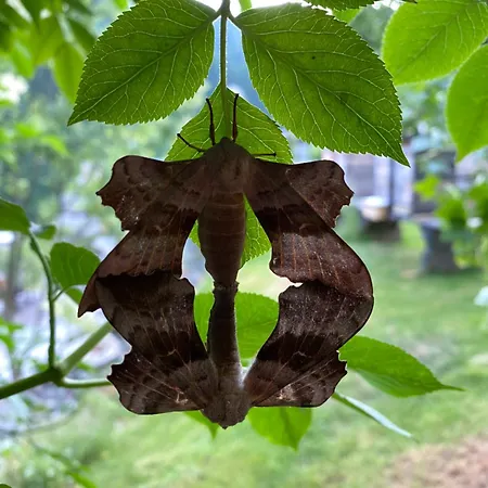 #kraftort_nock-loft Διαμέρισμα *