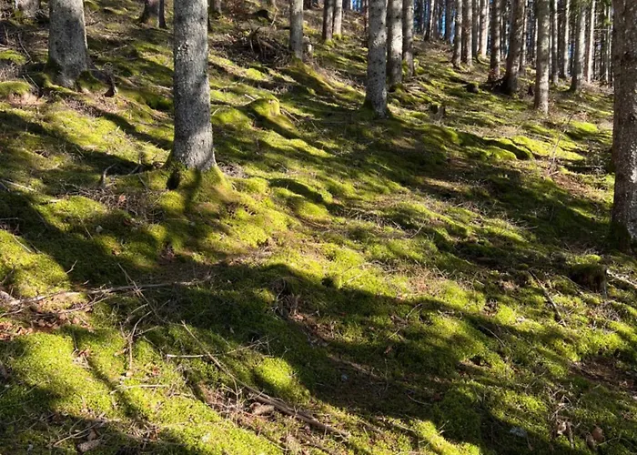 דירה #kraftort_nock-loft