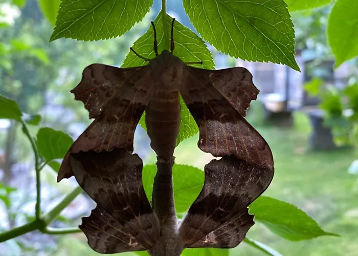 #kraftort_nock-loft Daire *